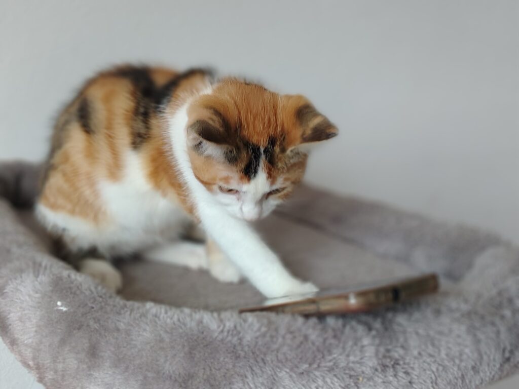 Ein Kitten schaut neugierig in ein Smartphone.