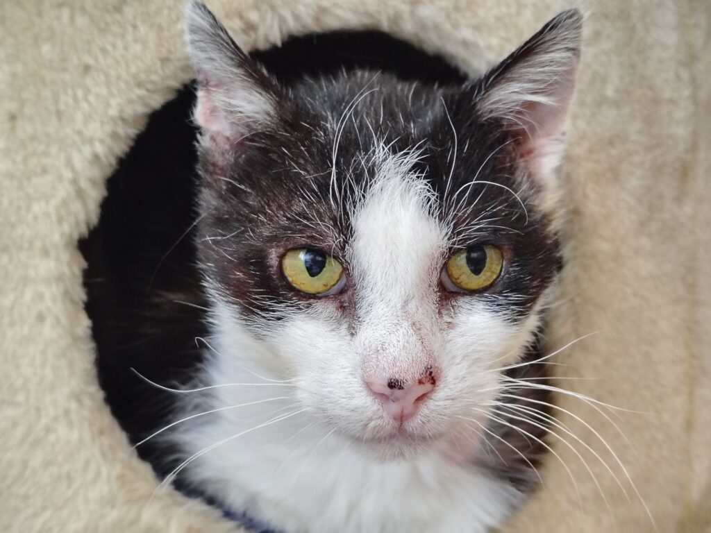 Ein schwarz weisser Kater sitzt in einem  Kratzbaum und schaut neugierig zur Seite