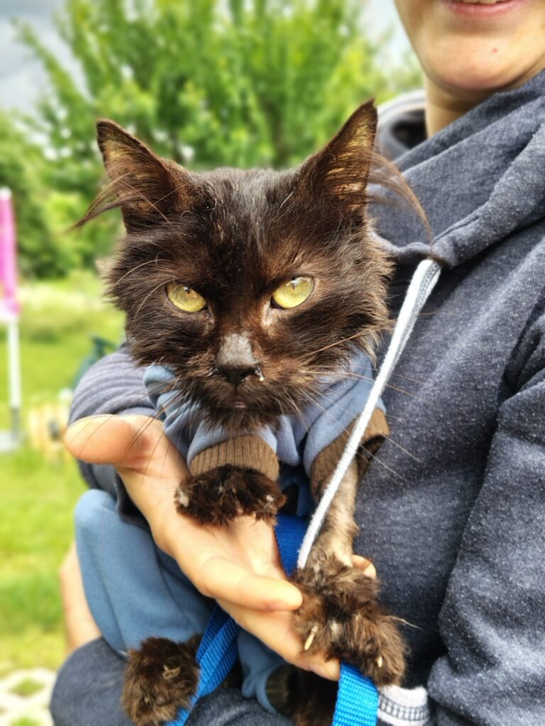 Eine Katze mit schwarzem Fell sitzt bei einer Person auf dem Arm
