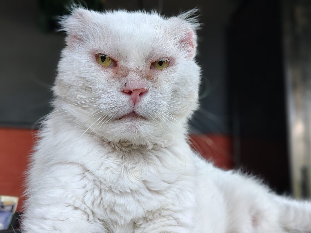 Ein weisser Kater sitzt auf einem Tisch und schaut