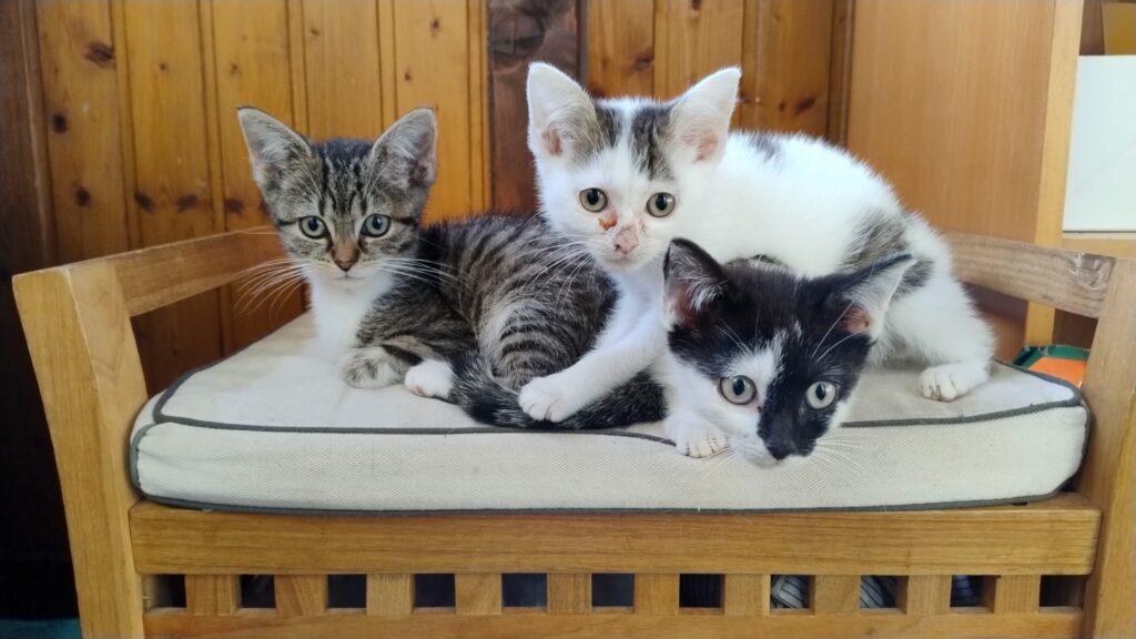 Drei Kitten sitzen auf einem Stuhl, eins ist getigert mit Weiss, eins ist weiss mit getigert und eins ist schwarz-weiss.