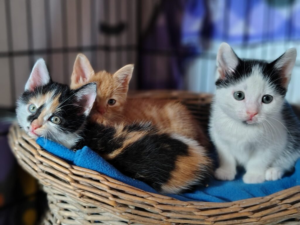 drei Kitten, eines schwarz-weiss, eines rot und eines dreifarbig schauen verträumt in die Kamera während sie in einem Körbchen sitzen.