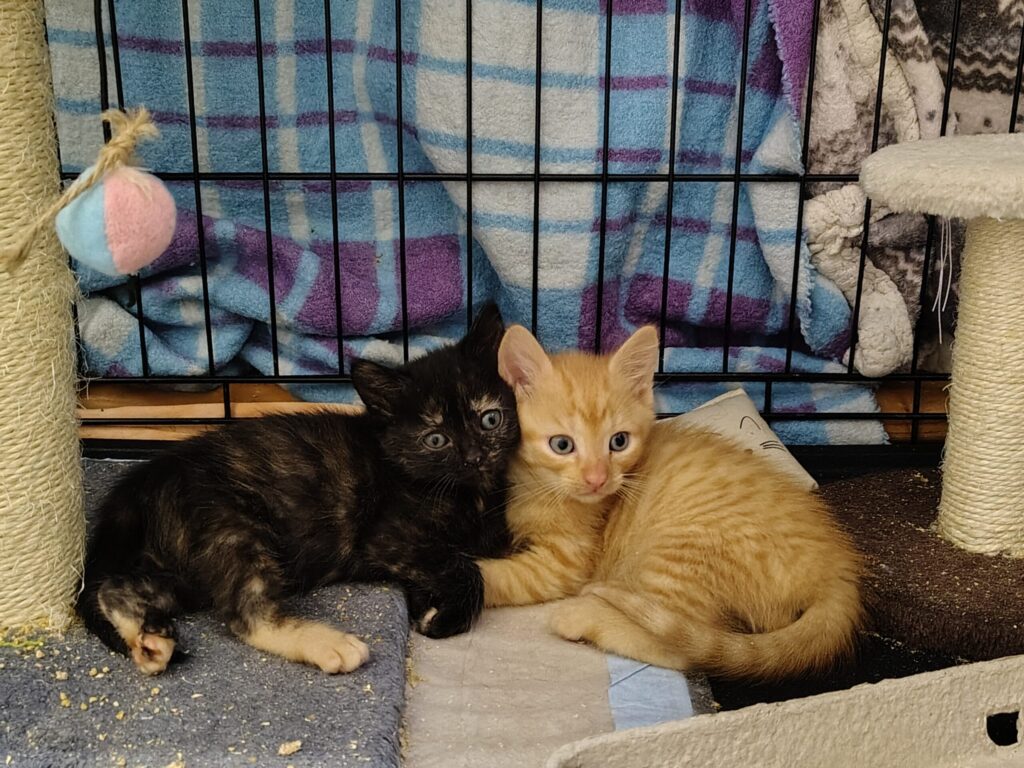 Zwei Kitten schmiegen sich aneinander. Ein ist rot, eines schildpatt farben.