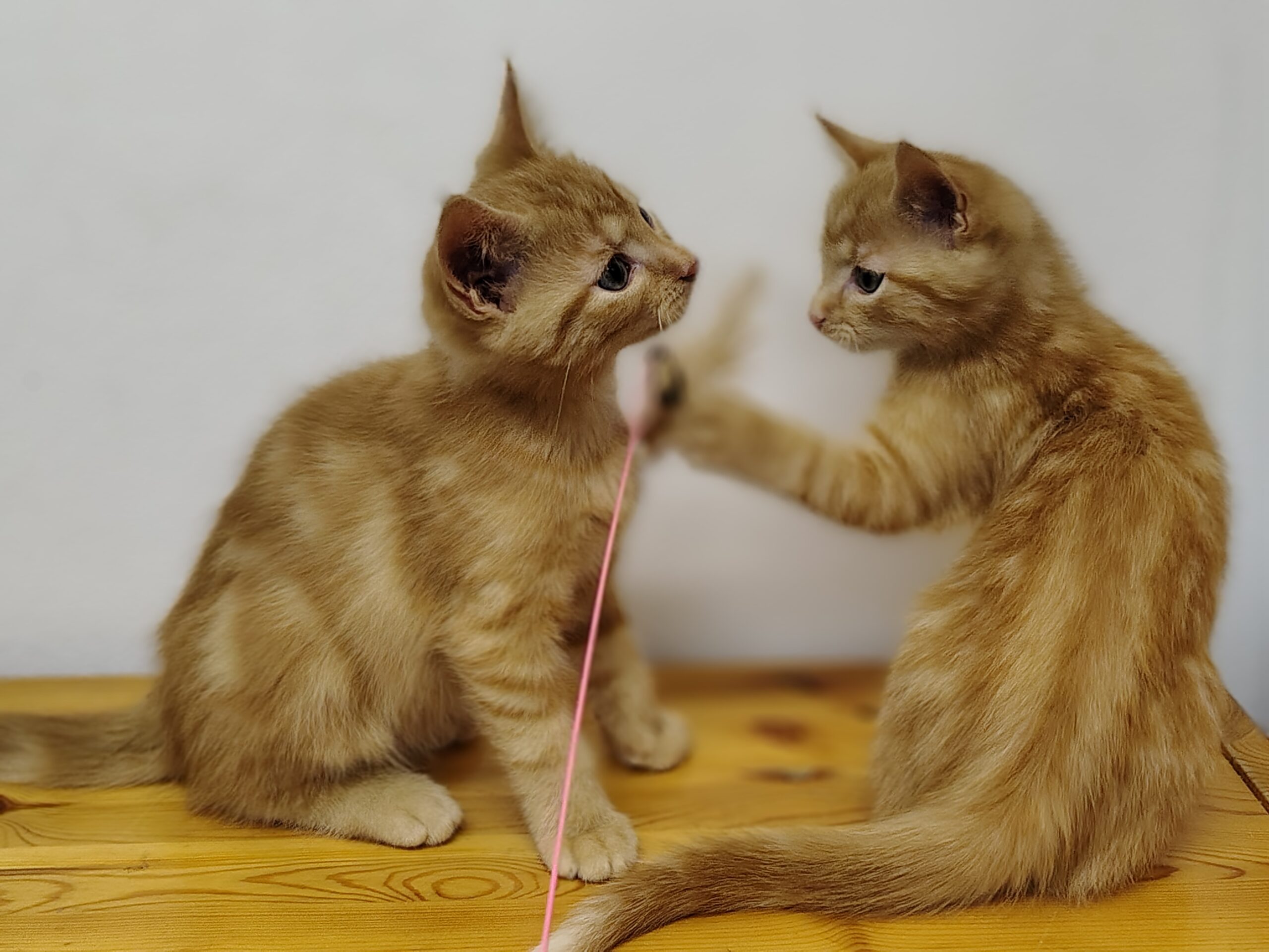 Zwei rote Kitten spielen mit einer Federangel