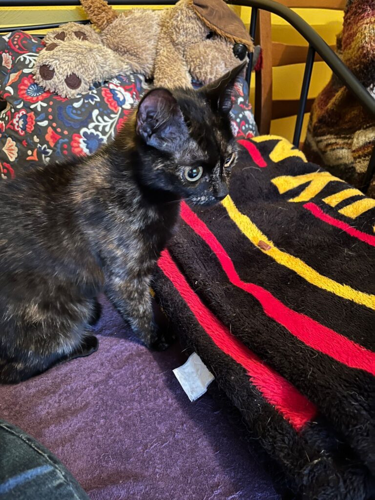 eine schildpatt katze schaut ängstlich