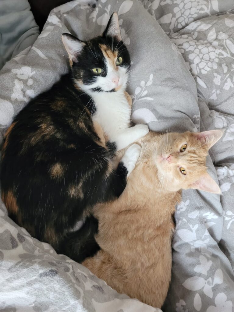 eine rote und eine weiss rot schwarze katze liegen engumschlungen auf eniem bett