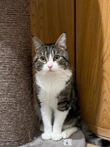 ein weiss grau getigerter kater sitzt neben einer kratzhöhle