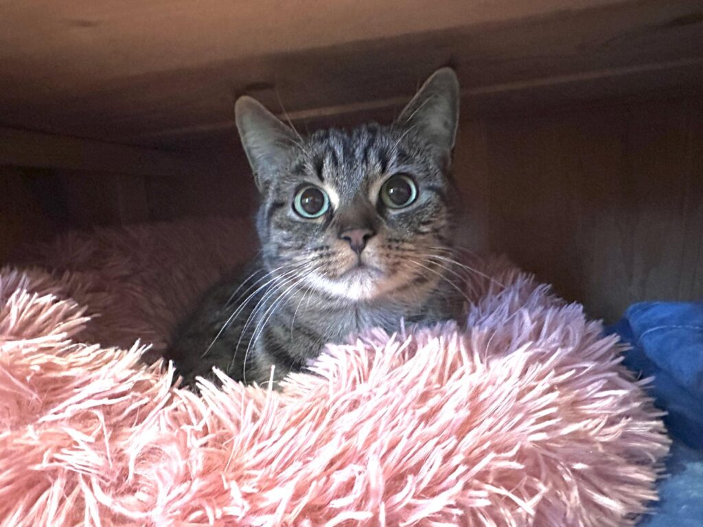 eine getigerte Katze sitzt in einem rosa kissen