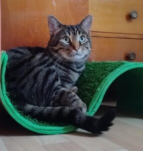 ein getigerter Kater sitzt auf einer kratzpappe