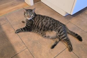 eine getigerte katze liegt auf dem boden und schaut in die kamera