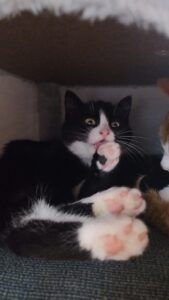 eine weiss schwarze katze liegt im kratzbaum und putzt sich