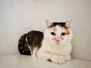 eine weiss rot getiegerte katze sitzt auf der fensterbanke und schaut
