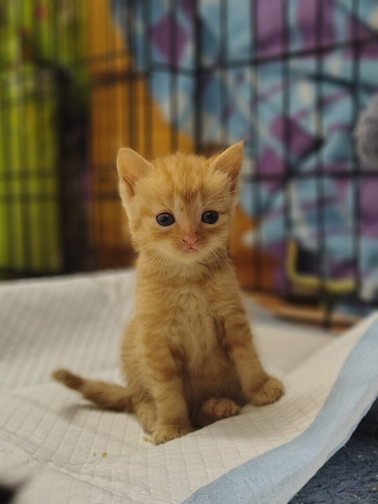 Ein rotes Kitten sitzt auf einer weissen Unterlage und schaut gespannt in die Kamera