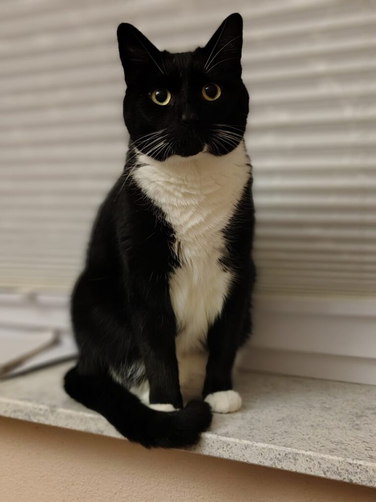 Eine weiss schwarze Katze sitzt auf dem Fensterbrett und schaut. 