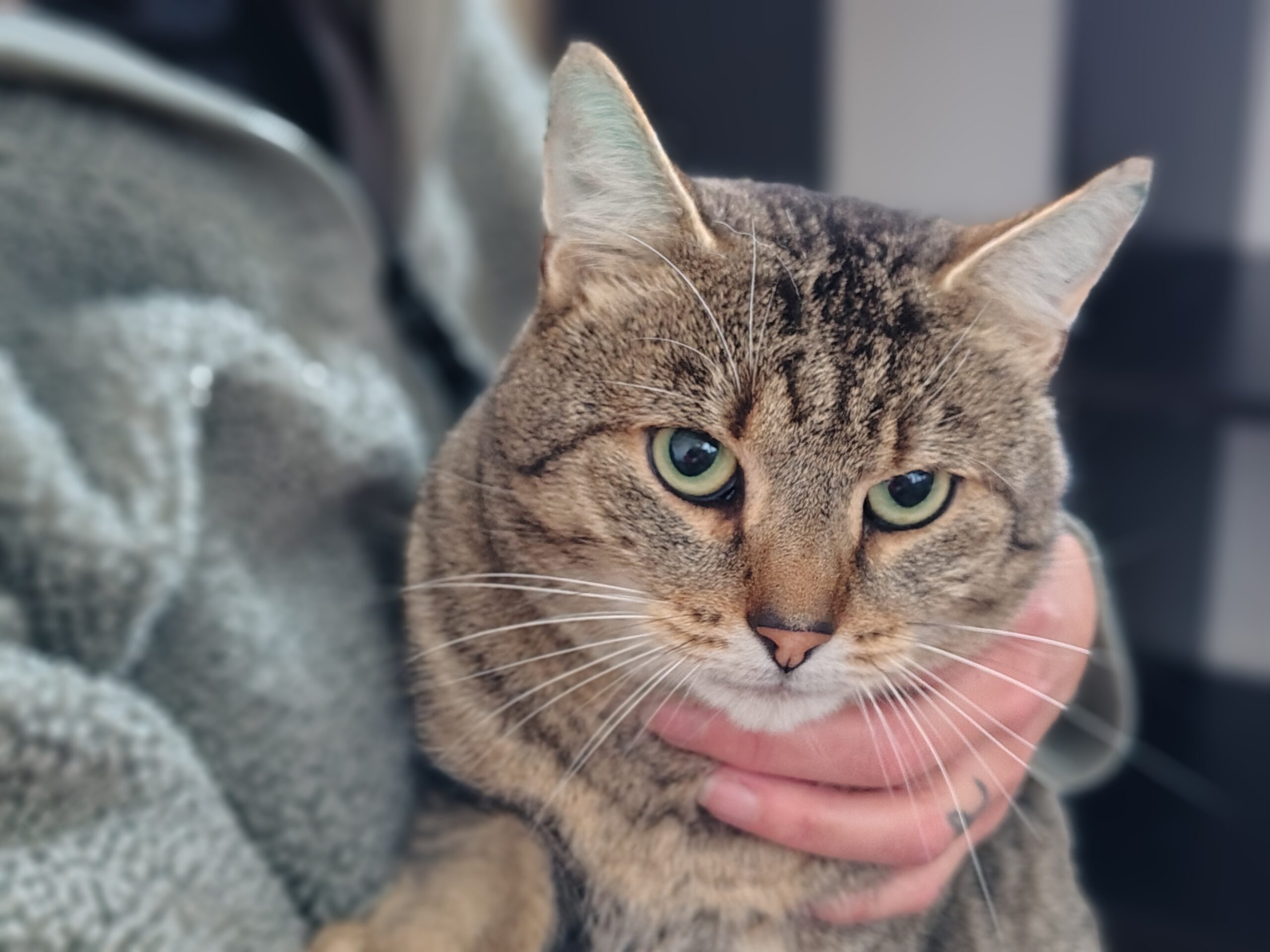 ein braungetigerter Kater sitzt auf dem arm einer person. 