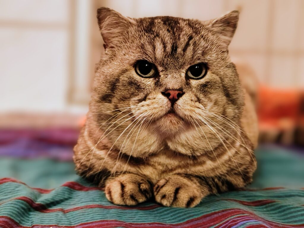 Ein grau silberner Kater sitzt auf einer bunten Decke und schaut freundlich in die Kamera. 