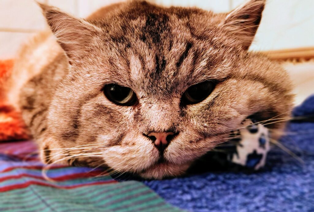 Ein grau silberner Kater sitzt auf einer bunten Decke und schaut schläfrig in die Kamera. 