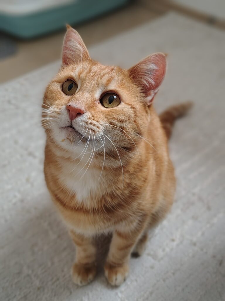 ein rot getigerter Kater schaut neugierig in die Kamera