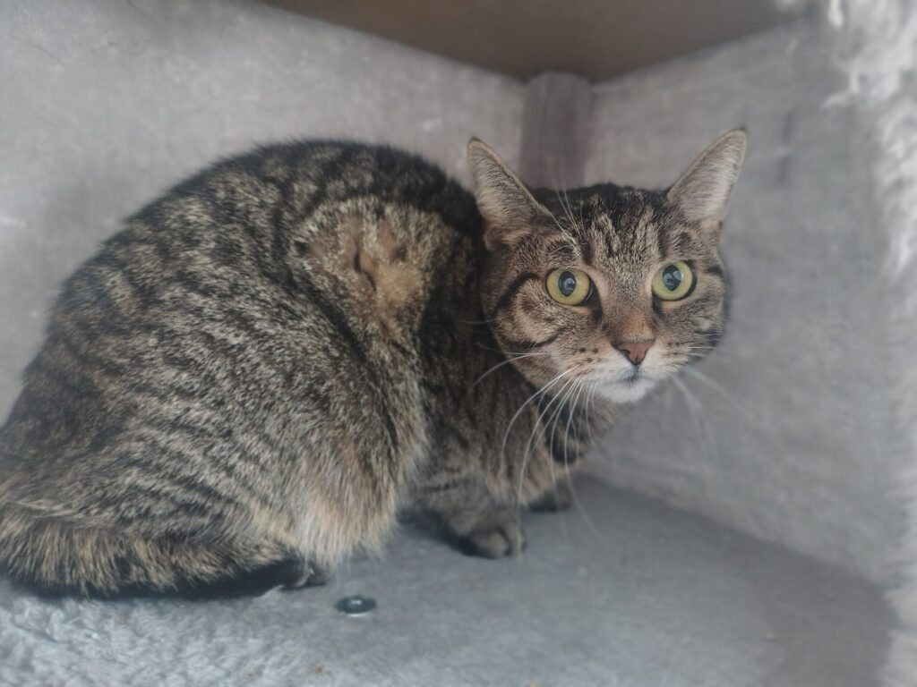 Eine getigerte Katze sitzt in einer Höhle und schaut. 