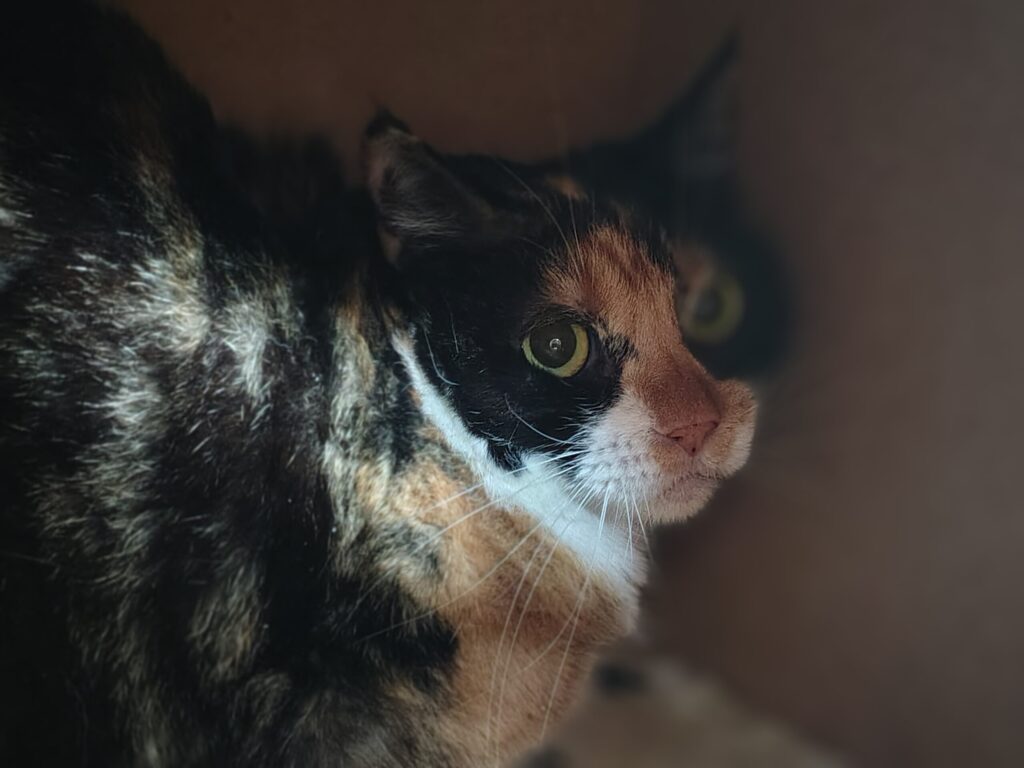 eine rot weiss schwarze katze sitzt in einer kuschelhöhle und schaut. 