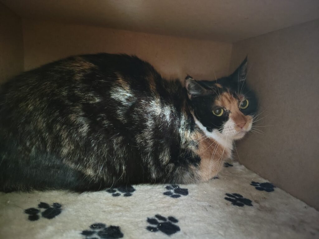 eine rot weiss schwarze katze sitzt in einer kuschelhöhle und schaut. 