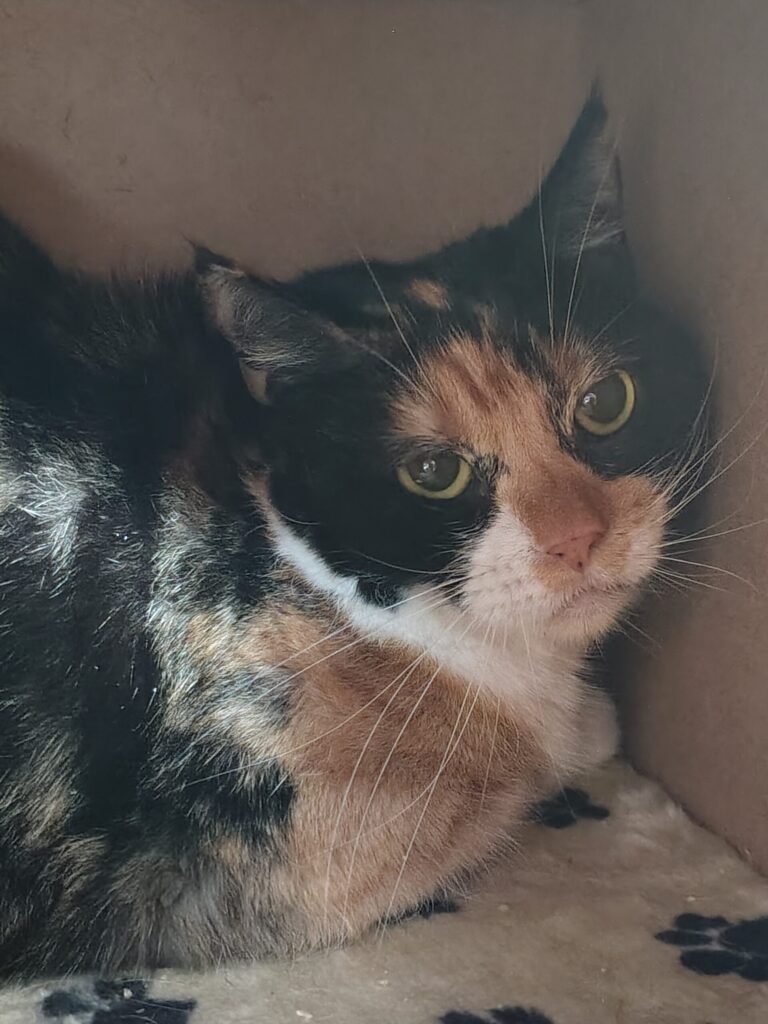 eine schwarz-weiss-rote Katze sitzt in einer Kuschelhöhle und schaut 