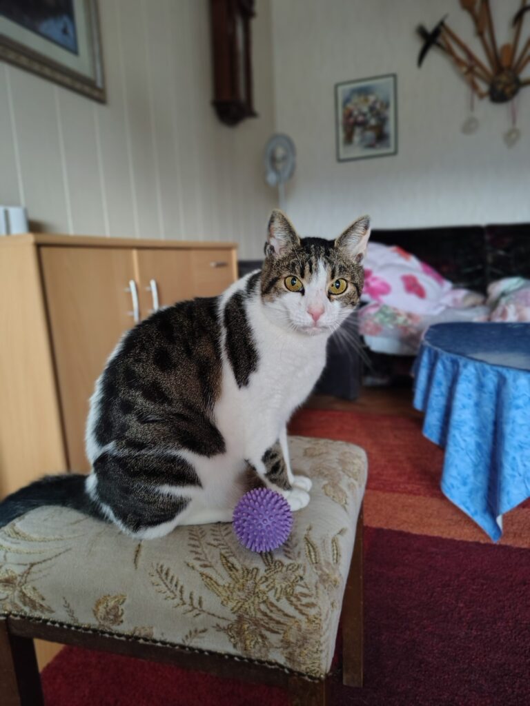 ein grau weiss getigerter Kater sitzt auf einem stuhl und schaut