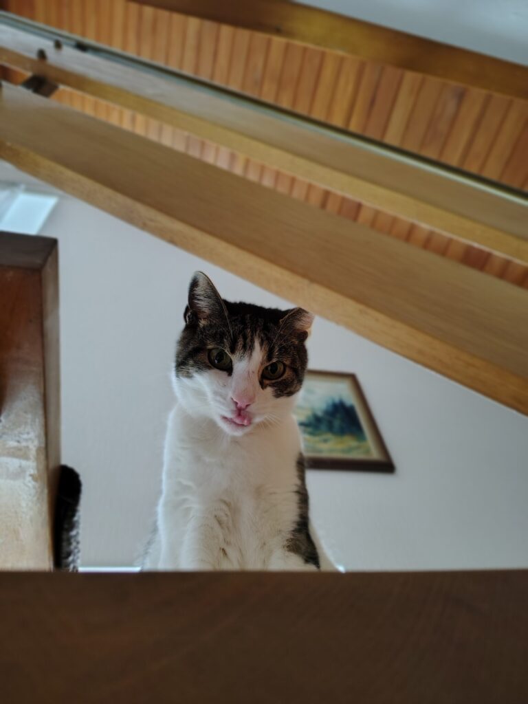 ein grau weisser kater sitzt auf einer treppe und schaut herunter