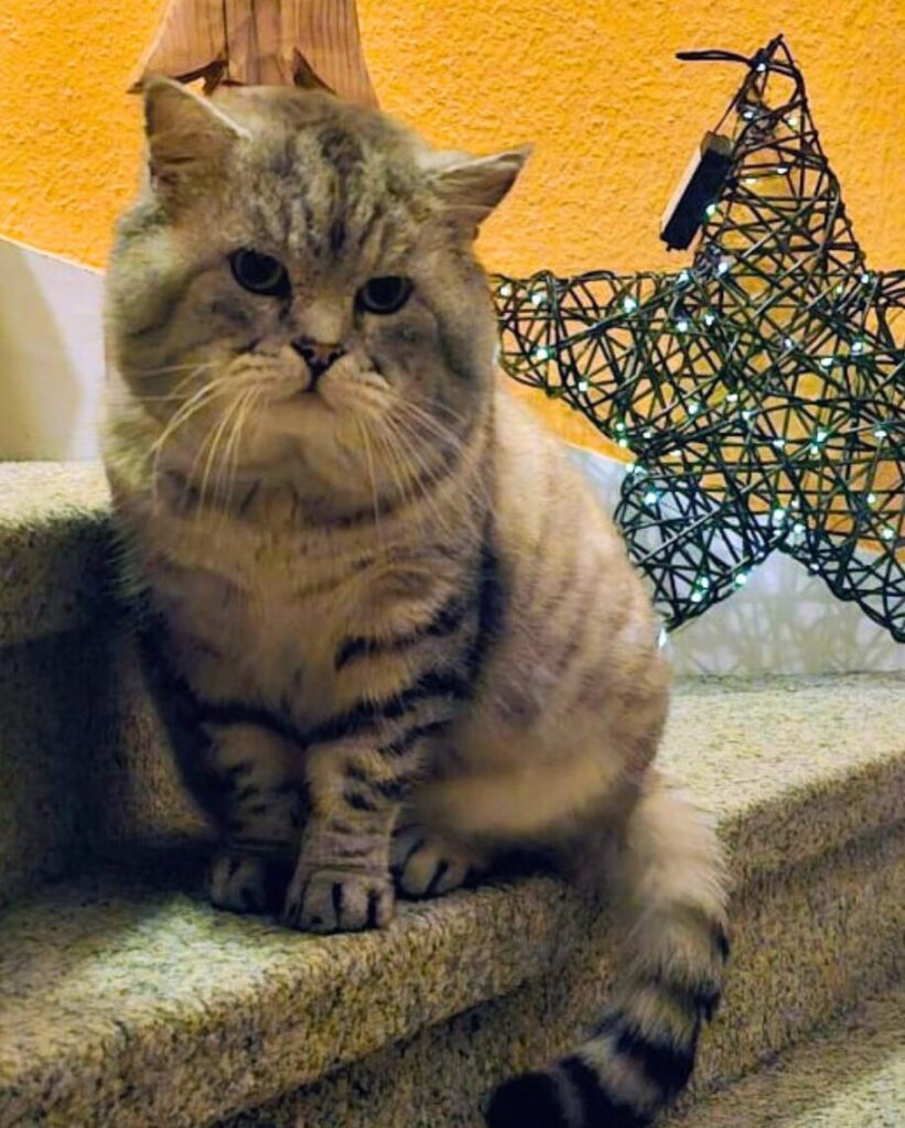 Ein grau silberner Kater sitzt auf einer Treppe und schaut gespannt in die Kamera. 