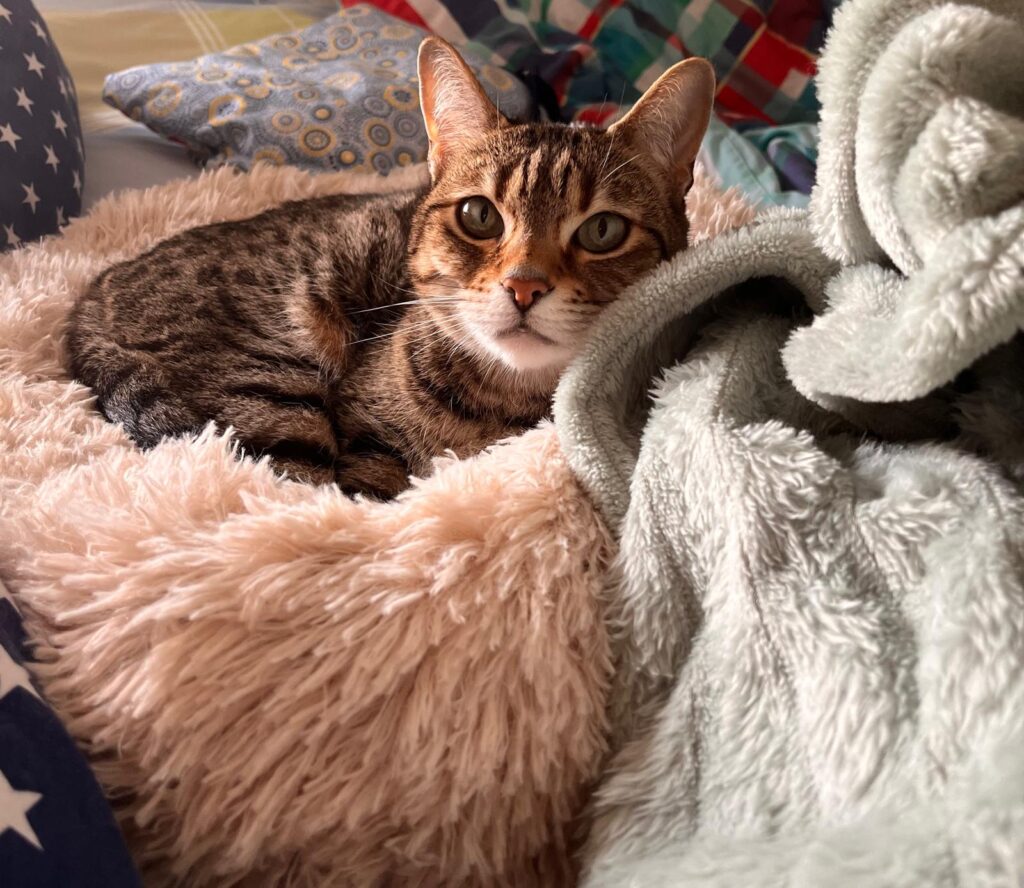 Eine getigerte Katze liegt in einem Katzenbett und schaut entspannt. 