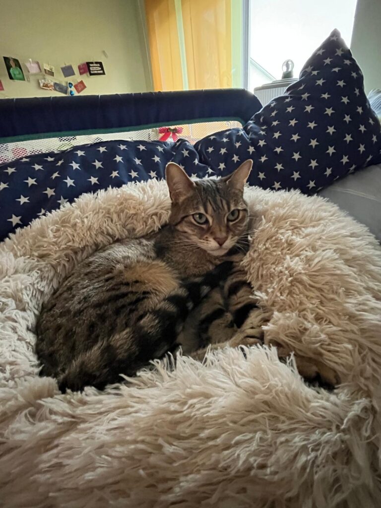 Eine getigerte Katze liegt in einem Katzenbett und schaut entspannt. 