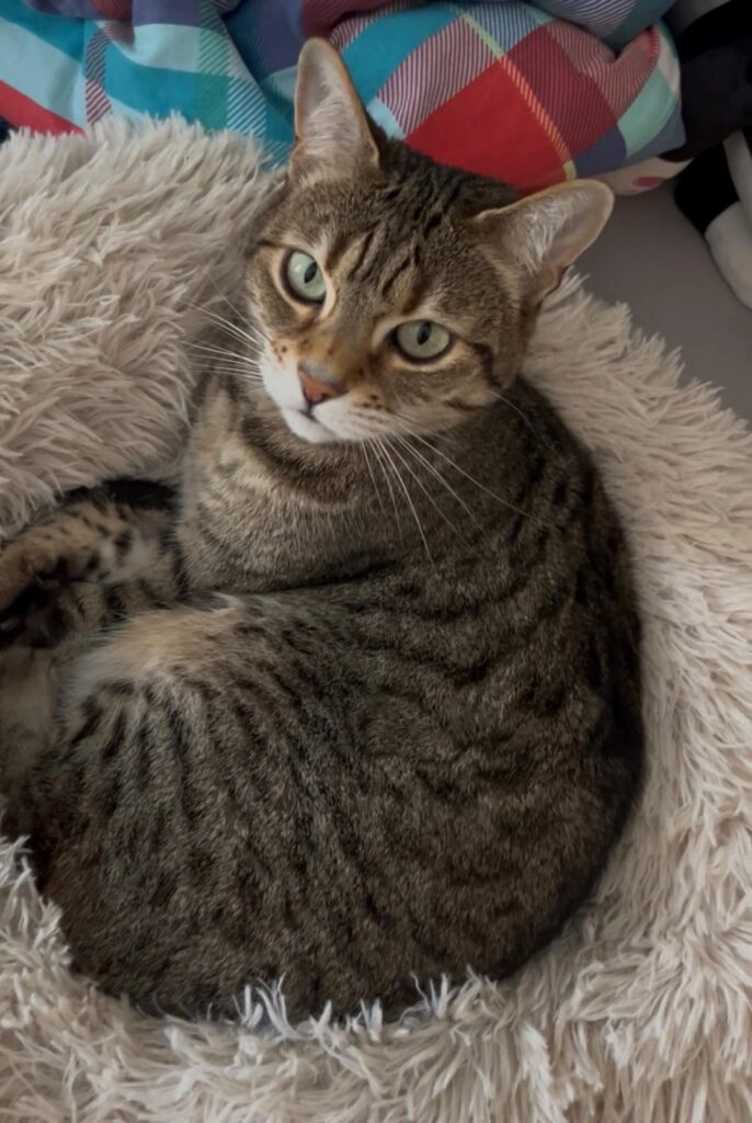 Eine getigerte Katze liegt in einem Katzenbett und schaut entspannt. 