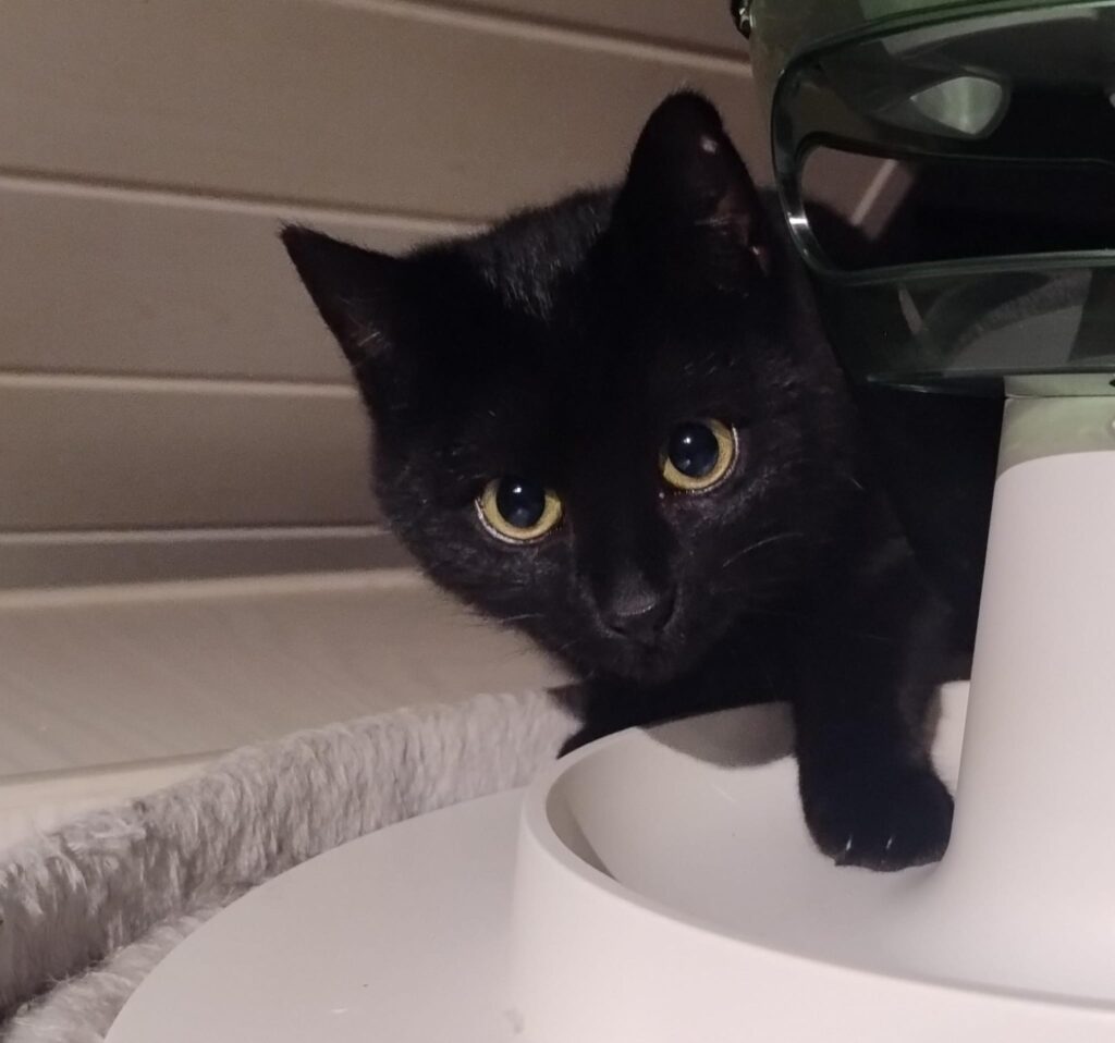 eine schwarze katze schaut neugierig in die kamera