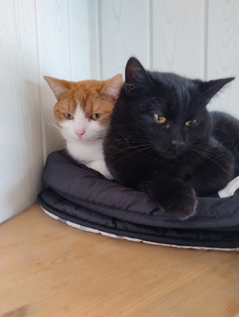 eine rot weisse und eine schwarze katze liegen entspannt in einem kissen.