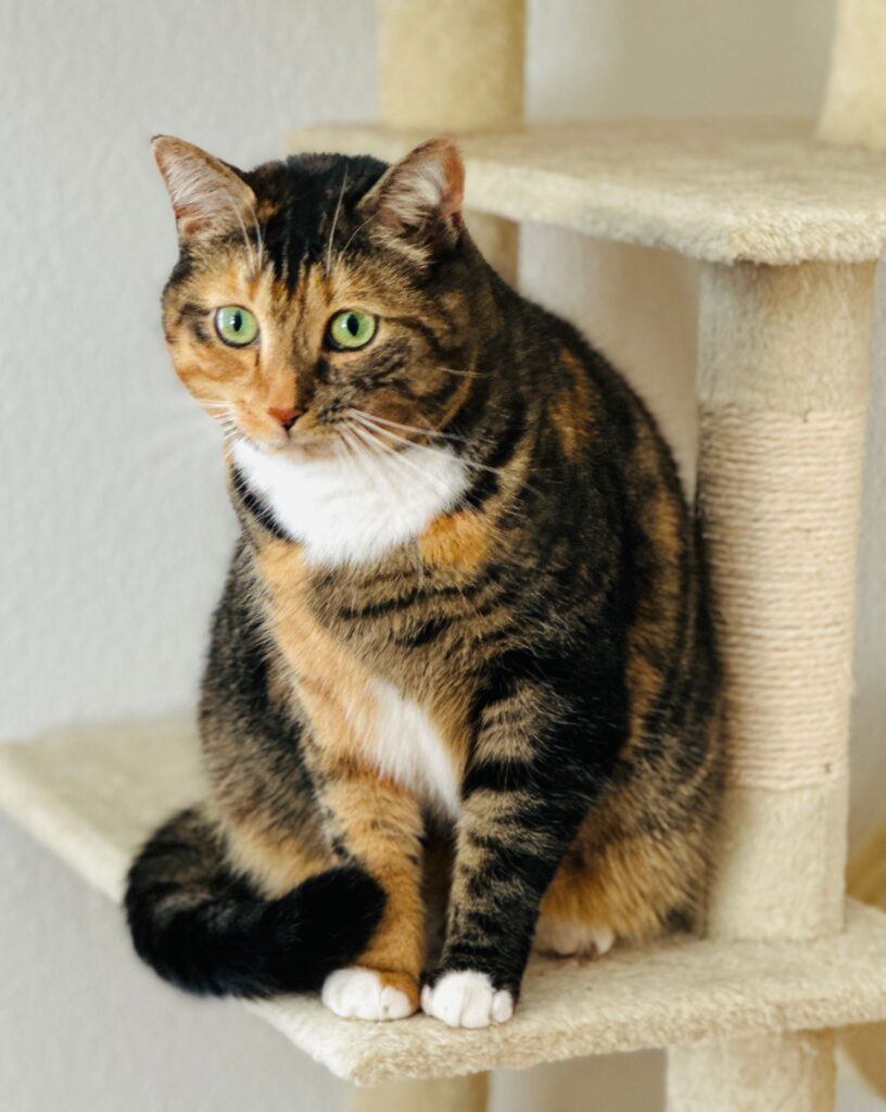 Eine rot weiss schwarze Katze sitzt auf einem Kratzbaum und schaut neugierig in die Kamera