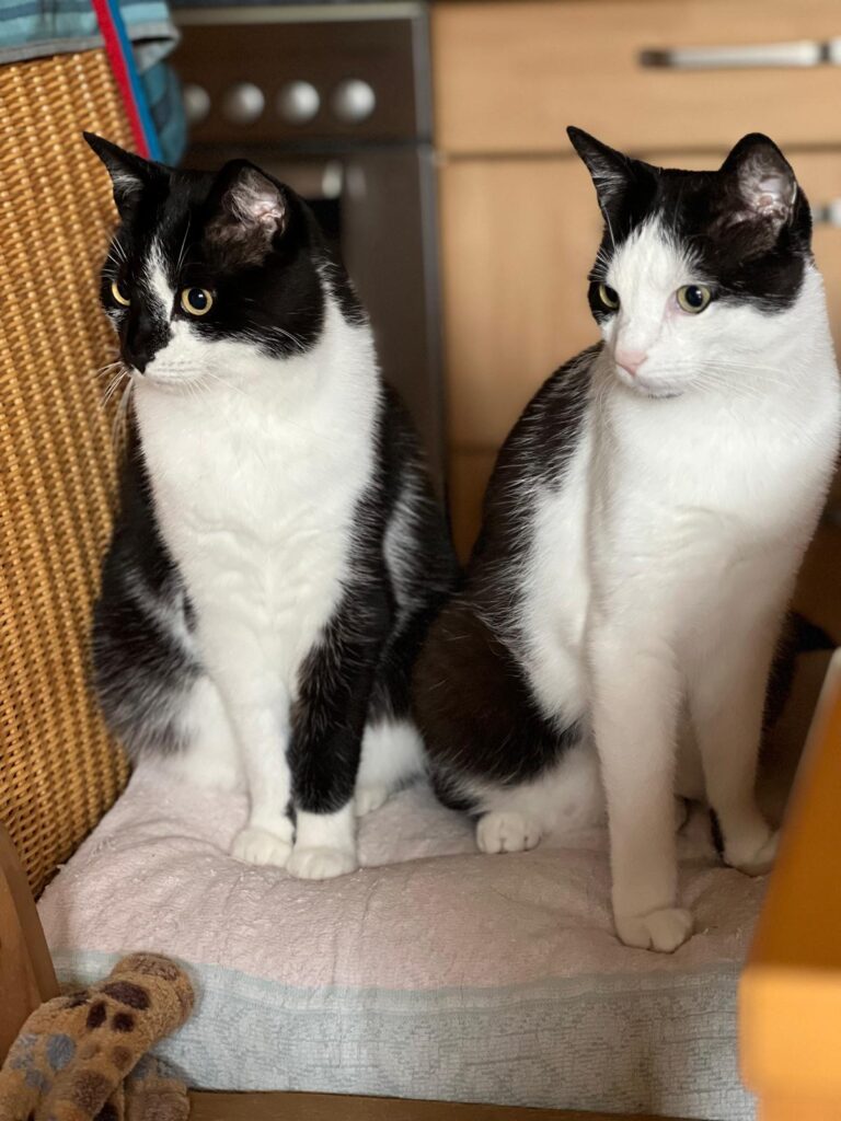 zwei schwarz weisse katzen sitzen auf einem Stuhl und schauen neugierig