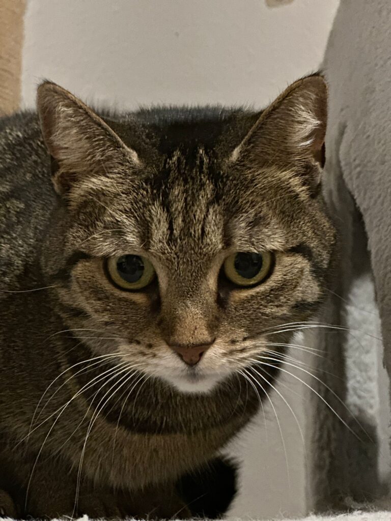 eine getigerte Katze schaut aus einer Katzenhöhle.