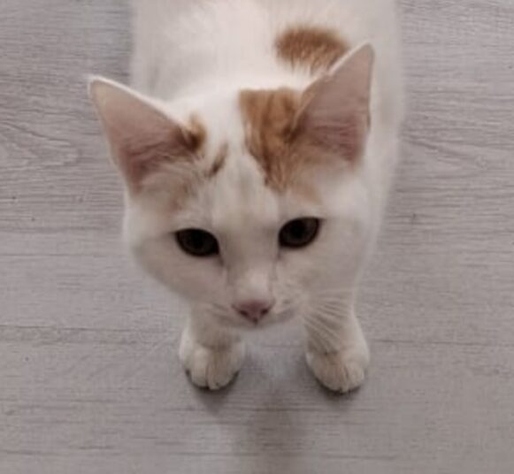 Eine rot weisse Katze sitzt auf dem boden und schaut