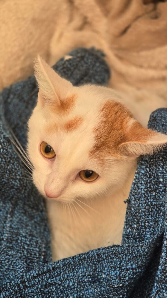 Eine Rot weisse Katze sitzt in einem Kissen und chillt. 