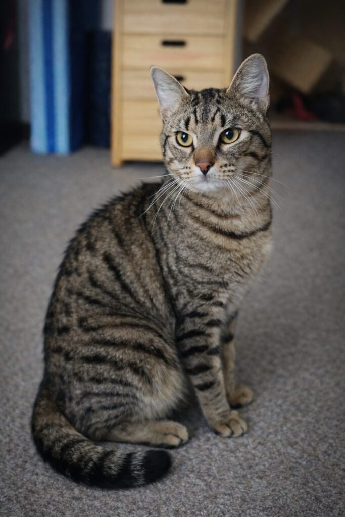 ein grauer kater sitzt und schaut