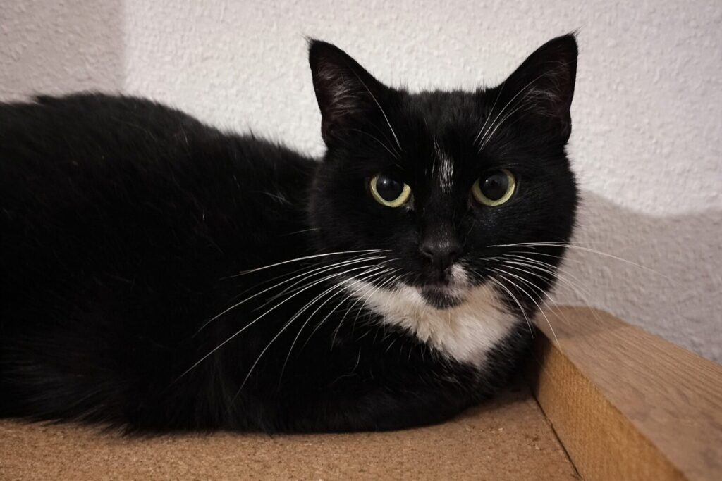 ein tuxedo kater sitzt auf einem brett und schaut