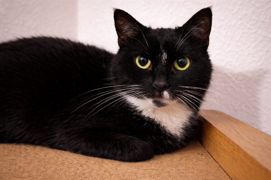 ein tuxedo kater sitzt auf einem brett und schaut