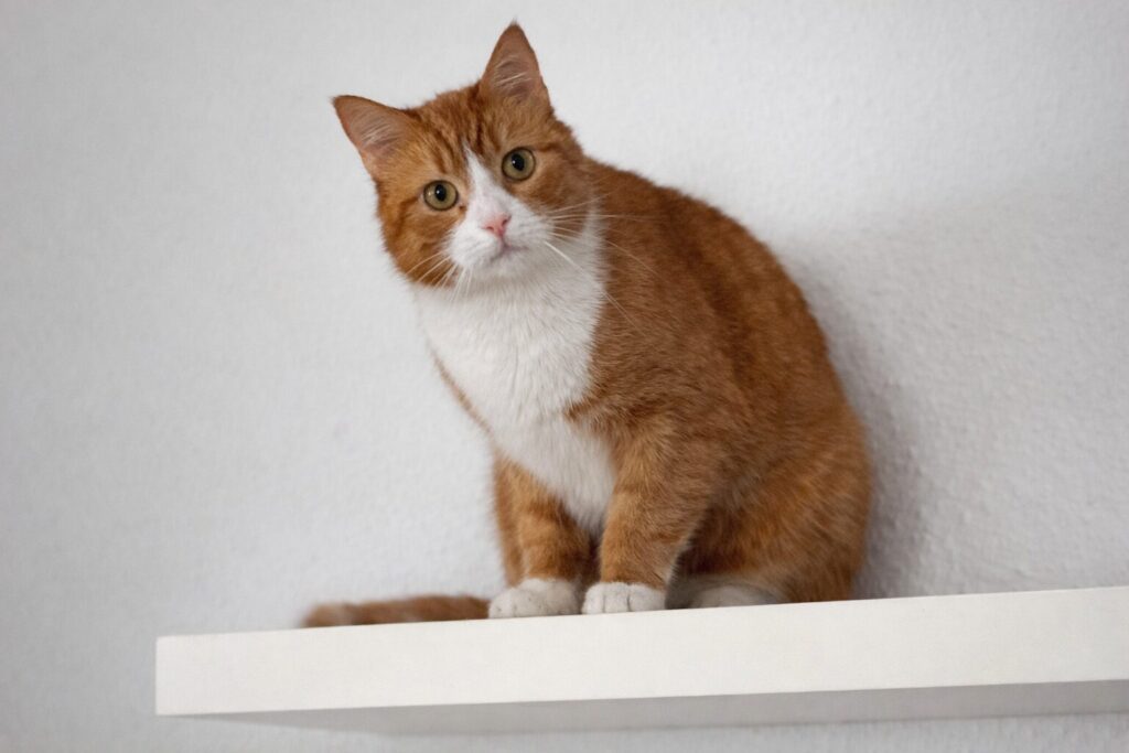ein weiss roter kater sitzt auf einem brett und schaut