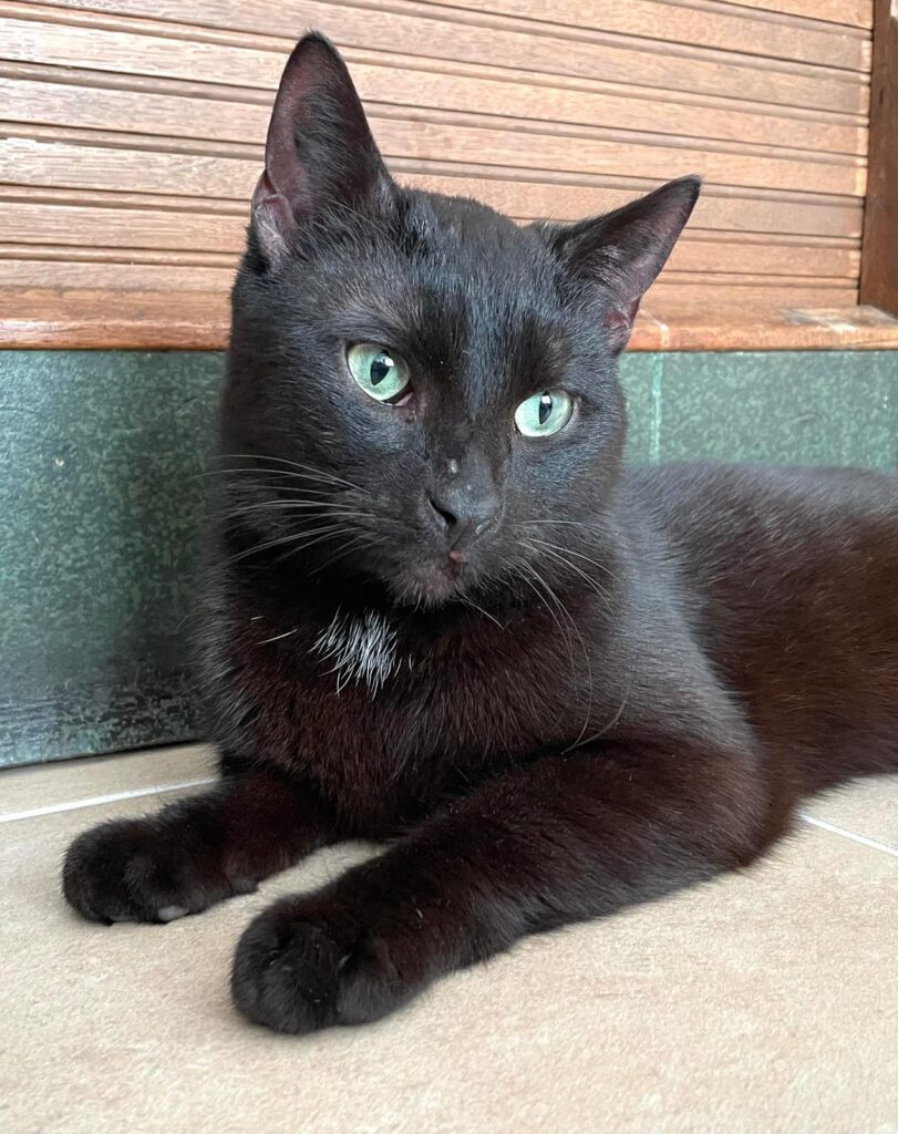 schwarzer kater liegt entspannt auf einem kissen