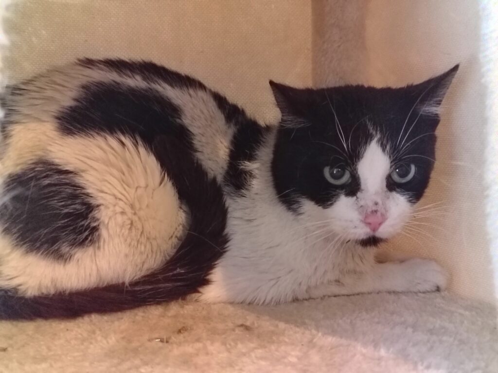 ein weiss schwarzer kater liegt im kratzbaum
