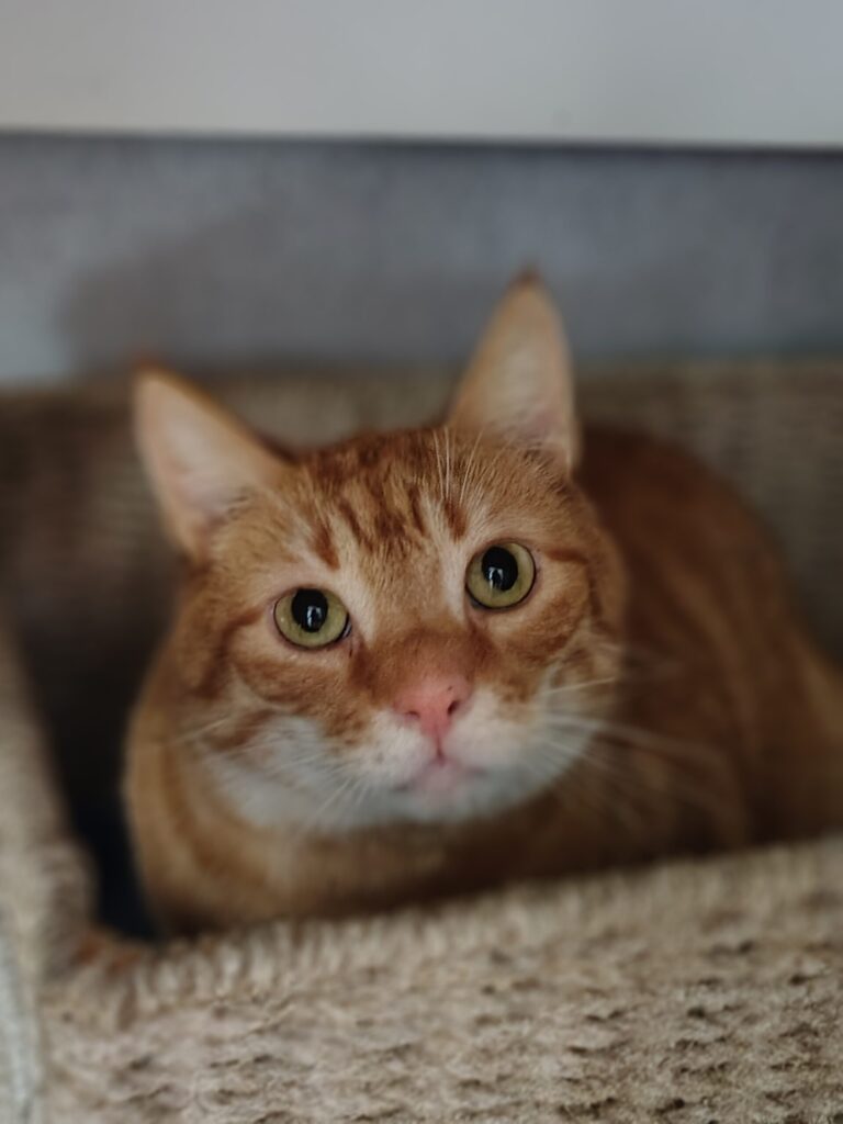 roter kater sitzt im körbchen und schaut