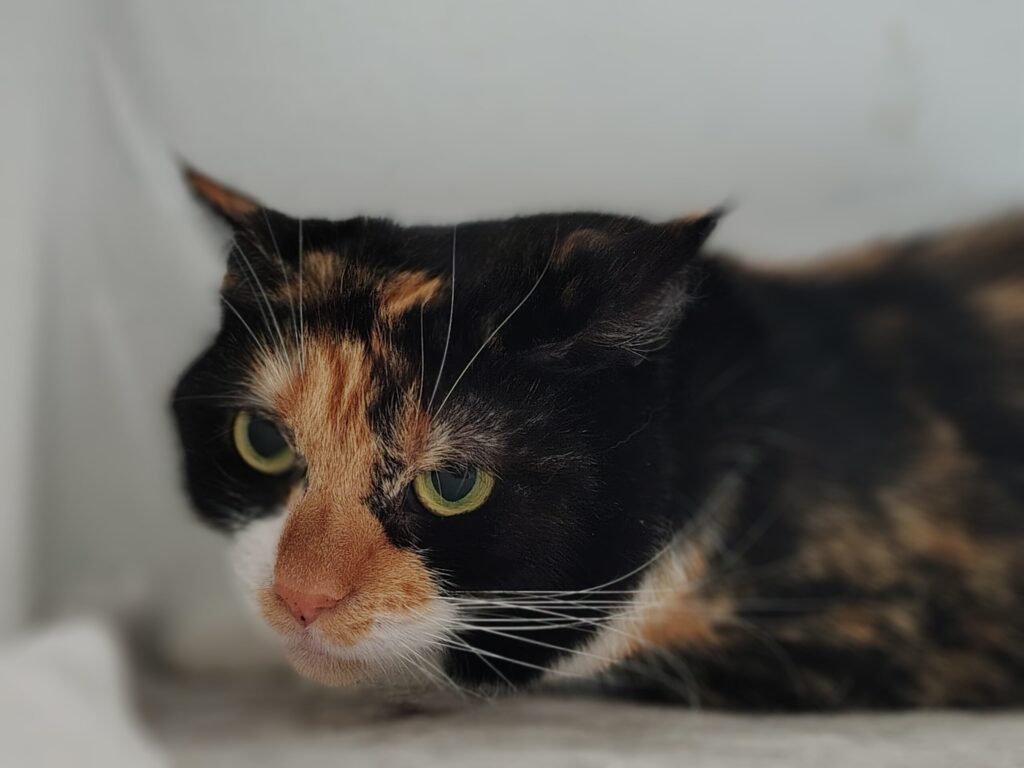 eine weiss rot schwarze katze schaut in die kamera
