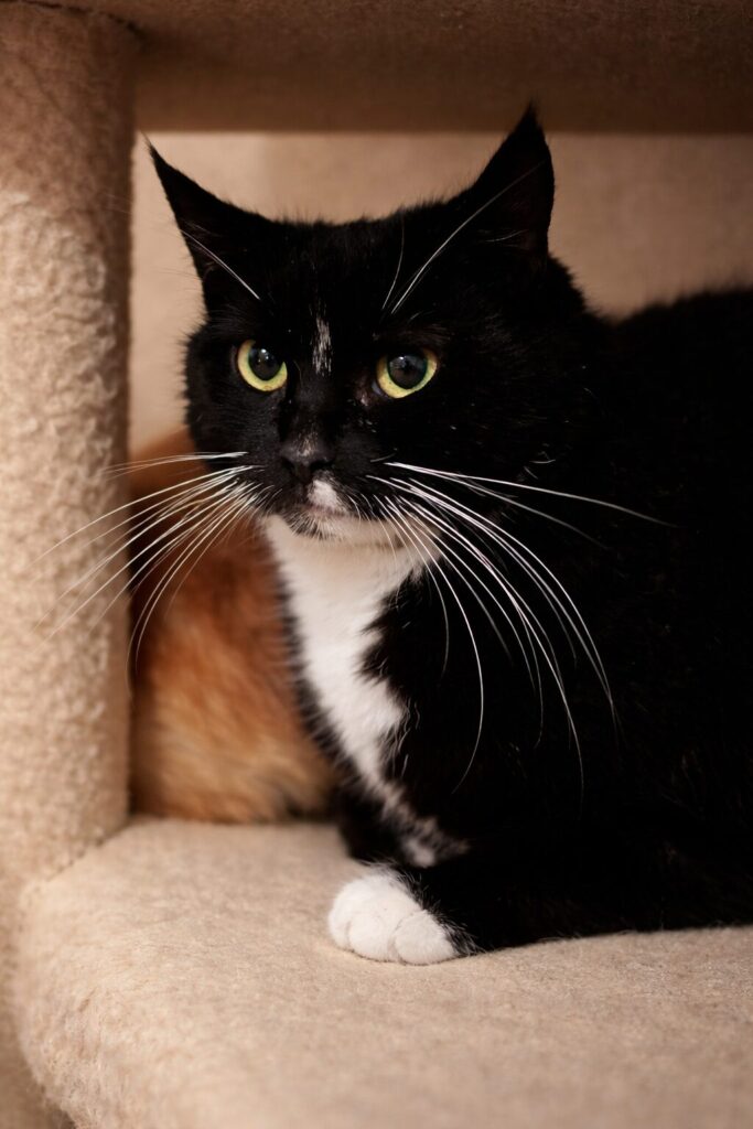ein tuxedo kater sitzt auf einem kratzbaum und schaut