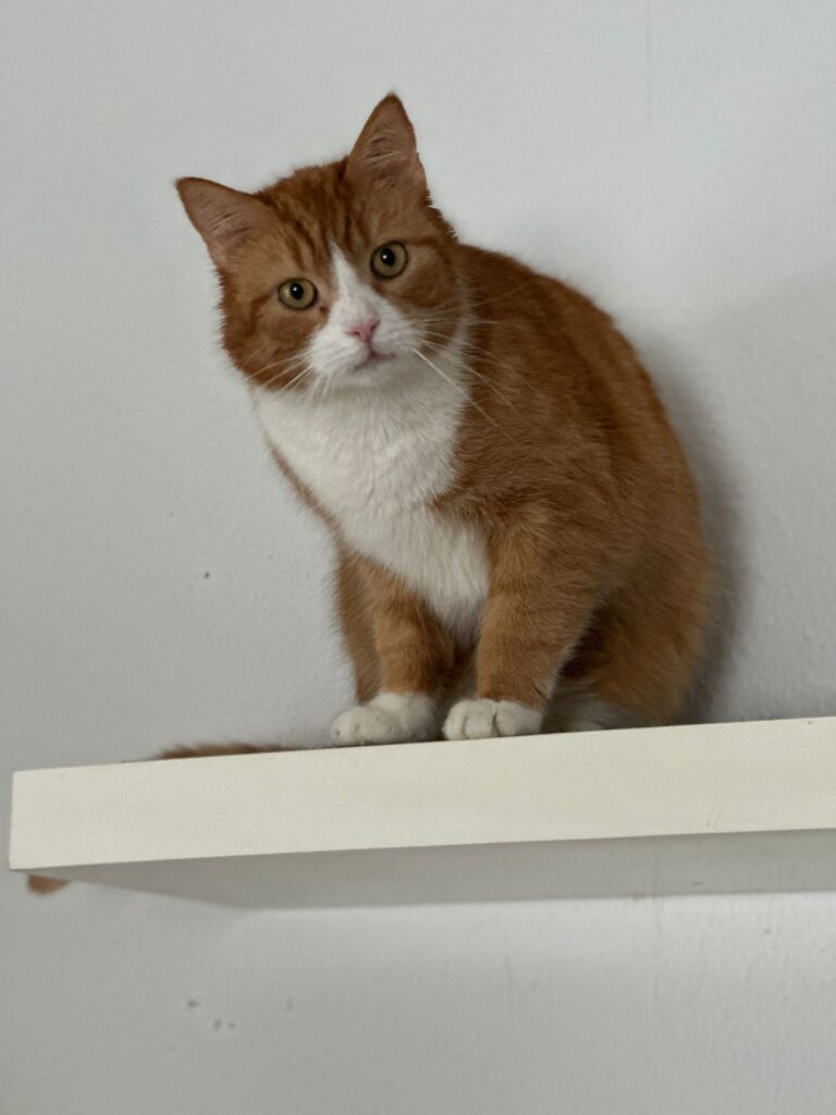 ein rot weisser kater sitzt auf einem brett und schaut