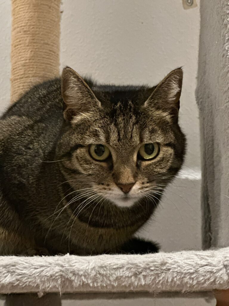 eine grau getigerte Katze sitzt auf einem Kratzbaum und schaut 